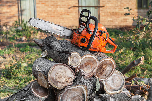 The Steps Involved in Our Tree Care Process in Waterflow, NM